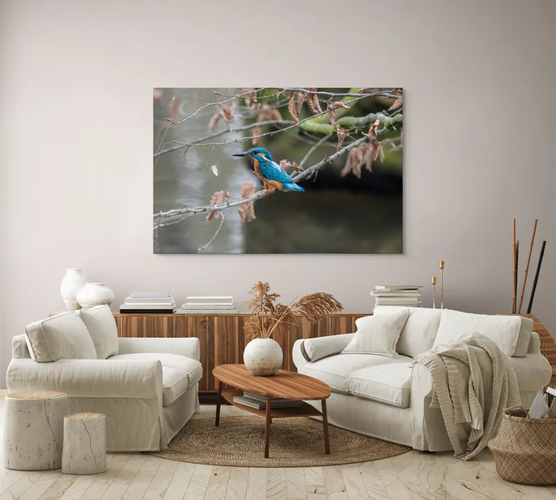 Tablou Canvas, "Pescăraș albastru pe ramură toamna", Păsăre, Ramură, Pene, Albastre, Toamnă, Natură, Tăcut, Fin, Elegant, Observant., 150 x 100 cm – poza 3