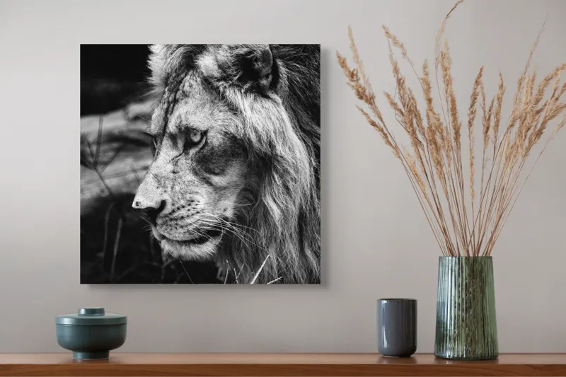 Tablou Canvas, "Regele savanei în contemplație tăcută", Leu, Putere, Mândrie, Regal, Tărie, Natură, Sălbăticie, Viziune, 50 x 50 cm – poza 4