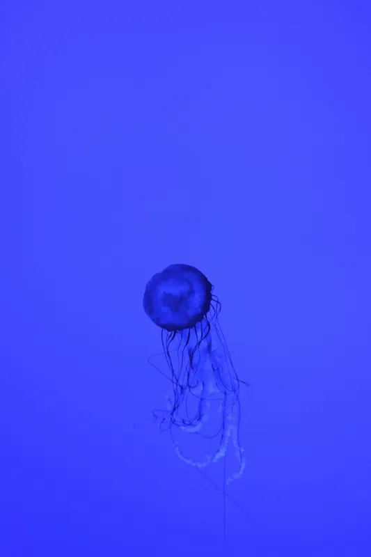 Tablou Canvas, "Meduza în oceanul albastru intens", Meduză, Albastru, Ocean, Lumină, Grație, Contur, Mister, Adâncime, 100 x 150 cm – poza 2