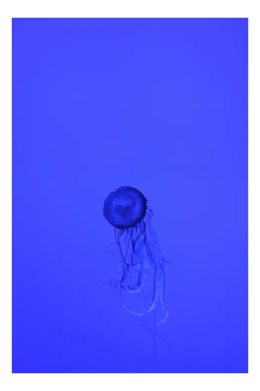 Tablou Canvas, "Meduza în oceanul albastru intens", Meduză, Albastru, Ocean, Lumină, Grație, Contur, Mister, Adâncime, 100 x 100 cm