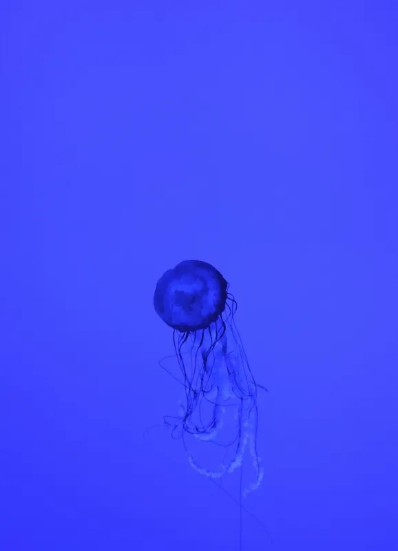 Tablou Canvas, "Meduza în oceanul albastru intens", Meduză, Albastru, Ocean, Lumină, Grație, Contur, Mister, Adâncime, 39 x 54 cm – poza 2