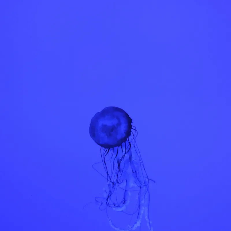 Tablou Canvas, "Meduza în oceanul albastru intens", Meduză, Albastru, Ocean, Lumină, Grație, Contur, Mister, Adâncime, 50 x 50 cm – poza 2