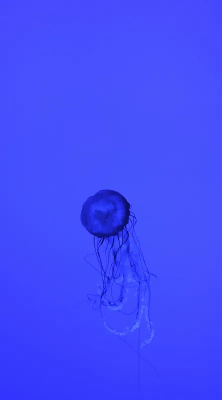 Tablou Canvas, "Meduza în oceanul albastru intens", Meduză, Albastru, Ocean, Lumină, Grație, Contur, Mister, Adâncime, 50 x 90 cm – poza 2
