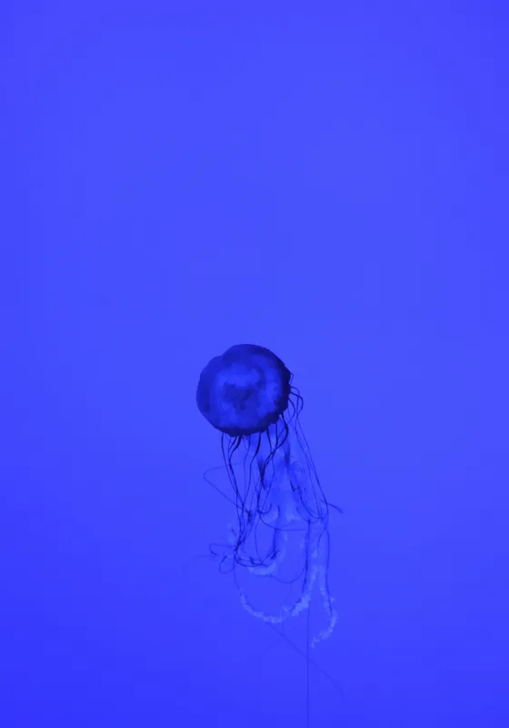 Tablou Canvas, "Meduza în oceanul albastru intens", Meduză, Albastru, Ocean, Lumină, Grație, Contur, Mister, Adâncime, 70 x 100 cm – poza 2