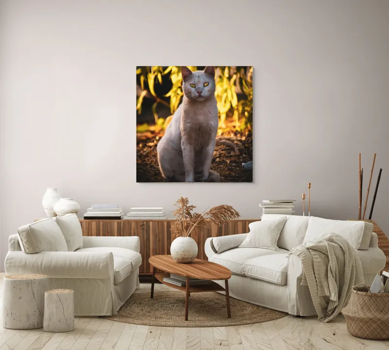 Tablou Canvas, "Pisica albă în lumina apusului", Pisică, Albă, Privire, Curajoasă, Natură, Lumina, Caldă, Mistică, Ochi, Hoinar, 100 x 100 cm – poza 3
