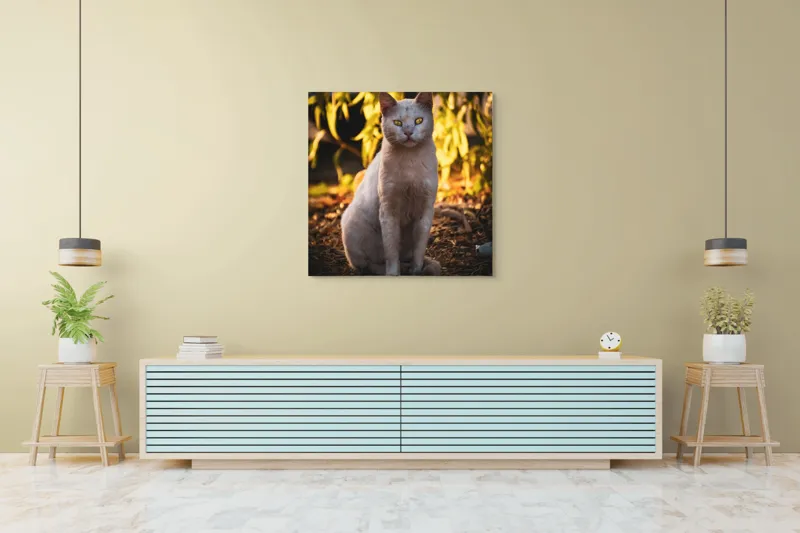 Tablou Canvas, "Pisica albă în lumina apusului", Pisică, Albă, Privire, Curajoasă, Natură, Lumina, Caldă, Mistică, Ochi, Hoinar, 100 x 100 cm – poza 5