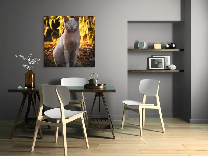 Tablou Canvas, "Pisica albă în lumina apusului", Pisică, Albă, Privire, Curajoasă, Natură, Lumina, Caldă, Mistică, Ochi, Hoinar, 100 x 100 cm – poza 6