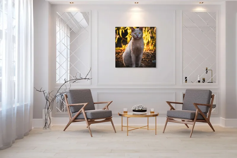Tablou Canvas, "Pisica albă în lumina apusului", Pisică, Albă, Privire, Curajoasă, Natură, Lumina, Caldă, Mistică, Ochi, Hoinar, 100 x 100 cm – poza 7