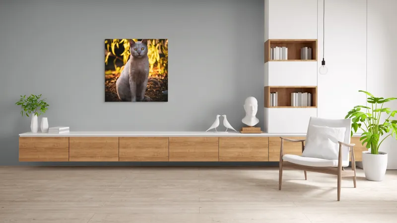 Tablou Canvas, "Pisica albă în lumina apusului", Pisică, Albă, Privire, Curajoasă, Natură, Lumina, Caldă, Mistică, Ochi, Hoinar, 100 x 100 cm – poza 8
