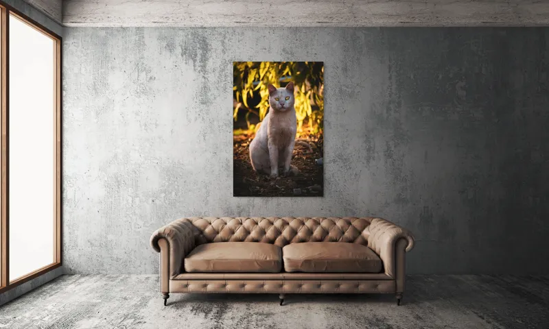 Tablou Canvas, "Pisica albă în lumina apusului", Pisică, Albă, Privire, Curajoasă, Natură, Lumina, Caldă, Mistică, Ochi, Hoinar, 100 x 150 cm – poza 6
