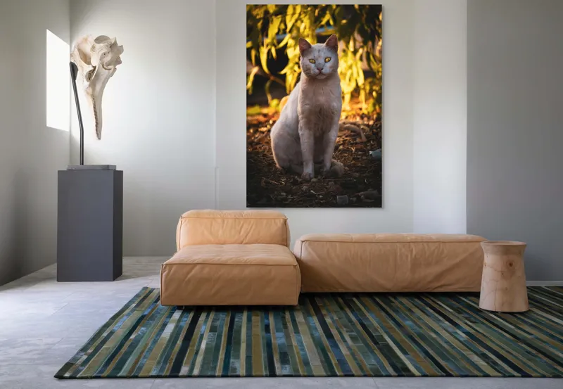 Tablou Canvas, "Pisica albă în lumina apusului", Pisică, Albă, Privire, Curajoasă, Natură, Lumina, Caldă, Mistică, Ochi, Hoinar, 100 x 150 cm – poza 7