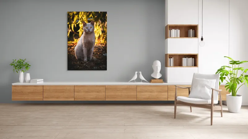 Tablou Canvas, "Pisica albă în lumina apusului", Pisică, Albă, Privire, Curajoasă, Natură, Lumina, Caldă, Mistică, Ochi, Hoinar, 100 x 150 cm – poza 8