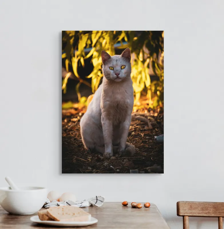 Tablou Canvas, "Pisica albă în lumina apusului", Pisică, Albă, Privire, Curajoasă, Natură, Lumina, Caldă, Mistică, Ochi, Hoinar, 50 x 70 cm – poza 3