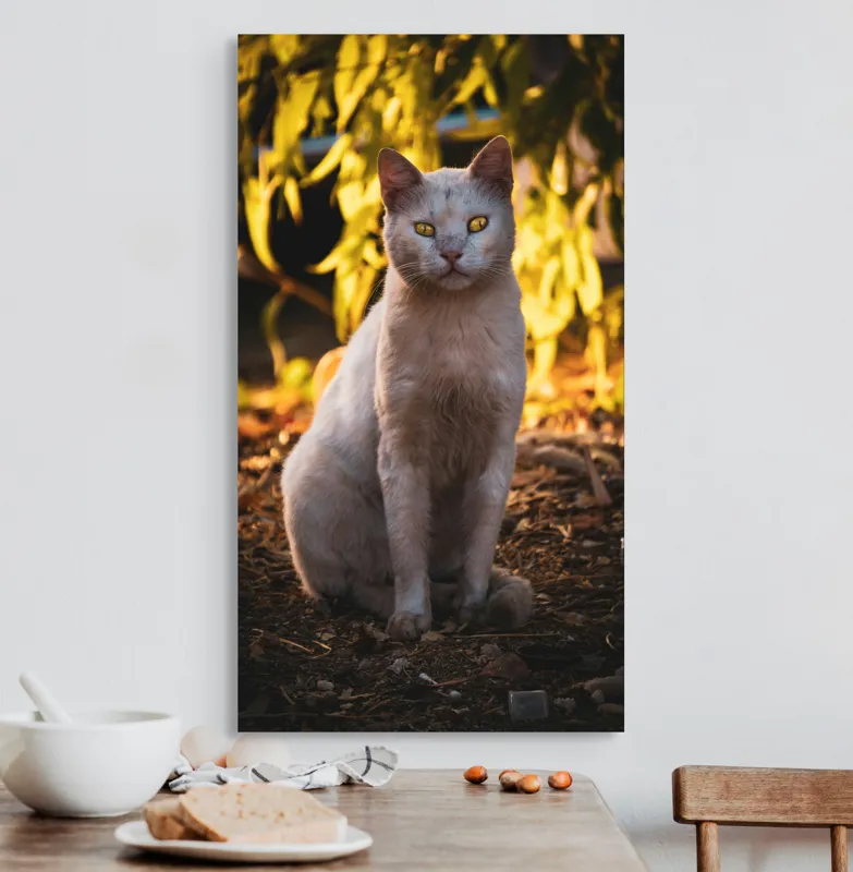 Tablou Canvas, "Pisica albă în lumina apusului", Pisică, Albă, Privire, Curajoasă, Natură, Lumina, Caldă, Mistică, Ochi, Hoinar, 50 x 90 cm – poza 3