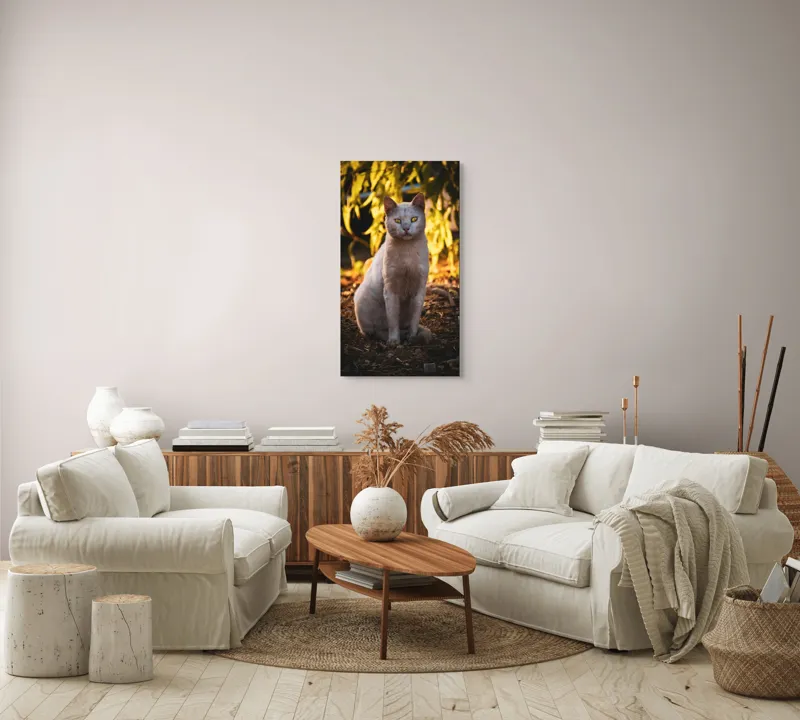 Tablou Canvas, "Pisica albă în lumina apusului", Pisică, Albă, Privire, Curajoasă, Natură, Lumina, Caldă, Mistică, Ochi, Hoinar, 50 x 90 cm – poza 7