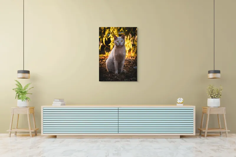 Tablou Canvas, "Pisica albă în lumina apusului", Pisică, Albă, Privire, Curajoasă, Natură, Lumina, Caldă, Mistică, Ochi, Hoinar, 70 x 100 cm – poza 5