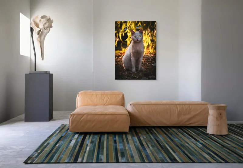 Tablou Canvas, "Pisica albă în lumina apusului", Pisică, Albă, Privire, Curajoasă, Natură, Lumina, Caldă, Mistică, Ochi, Hoinar, 70 x 100 cm – poza 7