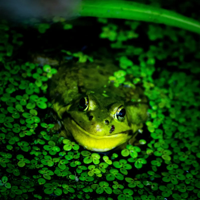 Tablou Canvas, "Prințul broaștelor în habitat natural", Broască, Apă, Vegetație, Verde, Ochi, Natură, Reflexie, Cămuflaj, 100 x 100 cm – poza 2