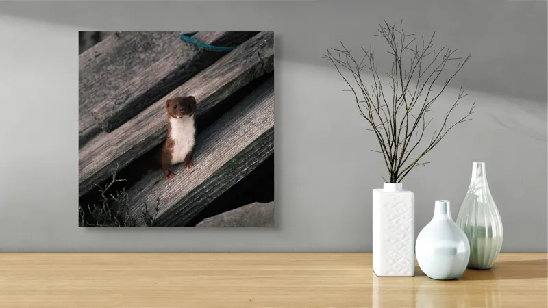 Tablou Canvas, "Nu știu cine este această persoană.", Șopron, Veveriță, Lemn, Verdeață, Curiozitate, 50 x 50 cm – poza 3