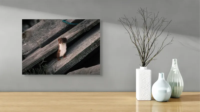 Tablou Canvas, "Nu știu cine este această persoană.", Șopron, Veveriță, Lemn, Verdeață, Curiozitate, 54 x 39 cm – poza 3
