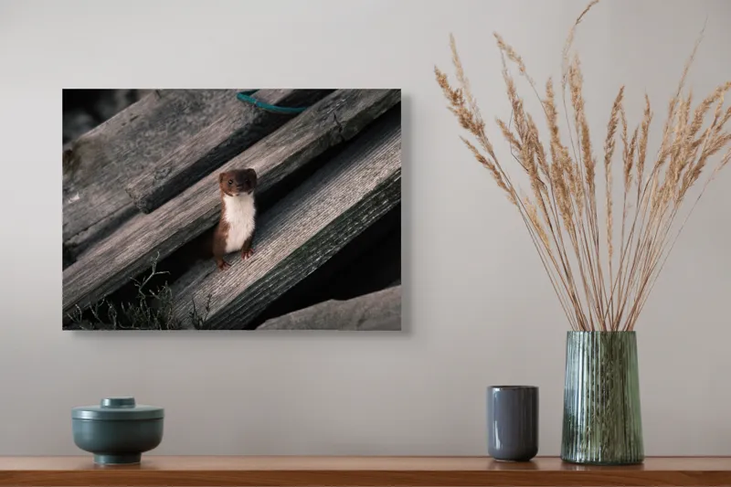 Tablou Canvas, "Nu știu cine este această persoană.", Șopron, Veveriță, Lemn, Verdeață, Curiozitate, 54 x 39 cm – poza 4