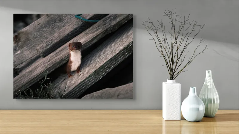 Tablou Canvas, "Nu știu cine este această persoană.", Șopron, Veveriță, Lemn, Verdeață, Curiozitate, 70 x 50 cm – poza 3