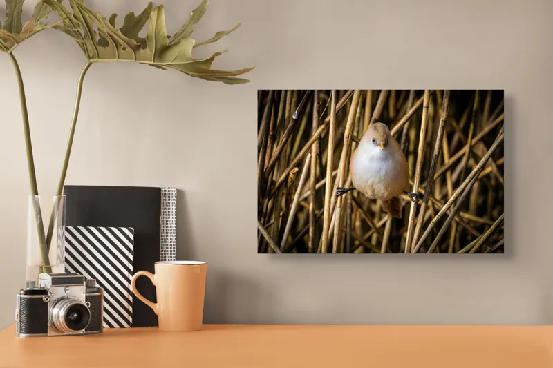Tablou Canvas, "Pasărea echilibristă în stufărișul de toamnă", Puf, Pene, Bețe, Echilibru, Natură, Delicat, Culoare, Lumină, 39 x 26 cm – poza 3