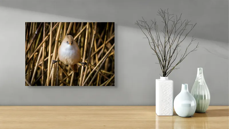 Tablou Canvas, "Pasărea echilibristă în stufărișul de toamnă", Puf, Pene, Bețe, Echilibru, Natură, Delicat, Culoare, Lumină, 54 x 39 cm – poza 3