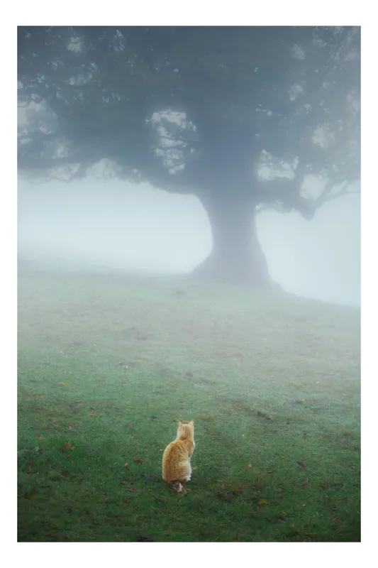 Tablou Canvas, "Pisica în fața copacului în ceață", Mister, Singurătate, Pisică, Copac, Ceață, Tranquilitate, Peisaj, Verde, Atmosferic, Contemplare, 26 x 39 cm
