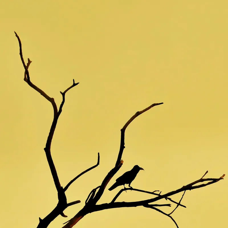 Tablou Canvas, "Corbul solitar pe ramură uscată", Negru, Ramură, Siluetă, Păsăre, Cer, Galben, Contrast, Minimalism, Natură, Apus, 100 x 100 cm – poza 2