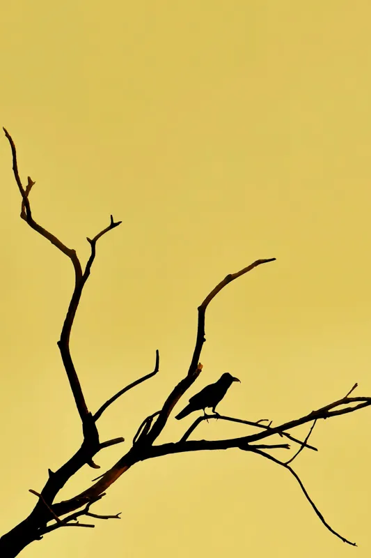 Tablou Canvas, "Corbul solitar pe ramură uscată", Negru, Ramură, Siluetă, Păsăre, Cer, Galben, Contrast, Minimalism, Natură, Apus, 100 x 150 cm – poza 2