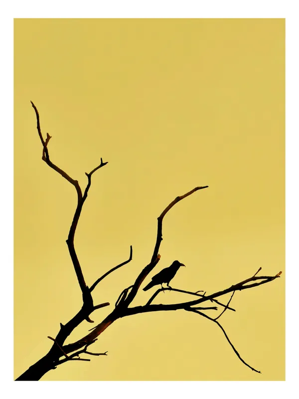 Tablou Canvas, "Corbul solitar pe ramură uscată", Negru, Ramură, Siluetă, Păsăre, Cer, Galben, Contrast, Minimalism, Natură, Apus, 39 x 54 cm