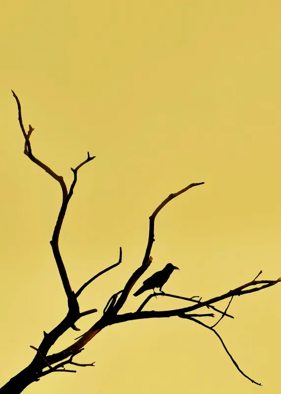 Tablou Canvas, "Corbul solitar pe ramură uscată", Negru, Ramură, Siluetă, Păsăre, Cer, Galben, Contrast, Minimalism, Natură, Apus, 50 x 70 cm – poza 2