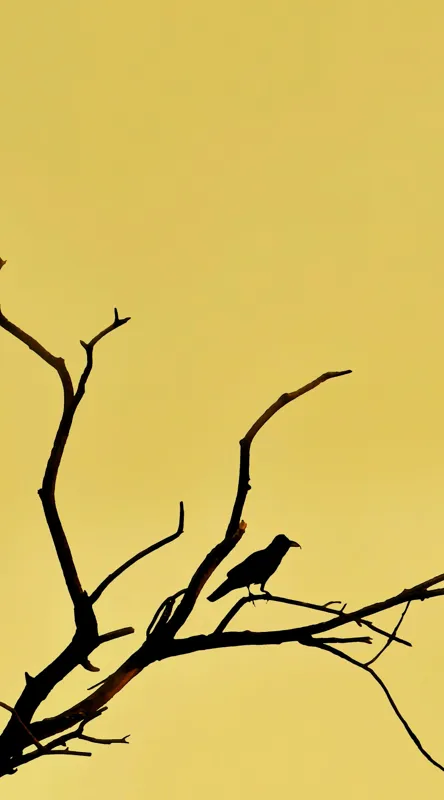 Tablou Canvas, "Corbul solitar pe ramură uscată", Negru, Ramură, Siluetă, Păsăre, Cer, Galben, Contrast, Minimalism, Natură, Apus, 50 x 90 cm – poza 2