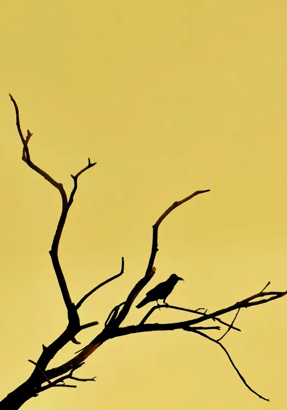 Tablou Canvas, "Corbul solitar pe ramură uscată", Negru, Ramură, Siluetă, Păsăre, Cer, Galben, Contrast, Minimalism, Natură, Apus, 70 x 100 cm – poza 2