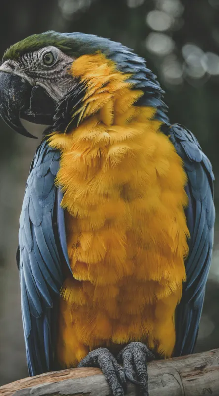 Tablou Canvas, "Curcubeul penelor de papagal", Papagal, Penaj, Colorat, Natură, Exotism, Ramură, Privire, Detaliu, Frumusețe, Tropical, 50 x 90 cm – poza 2