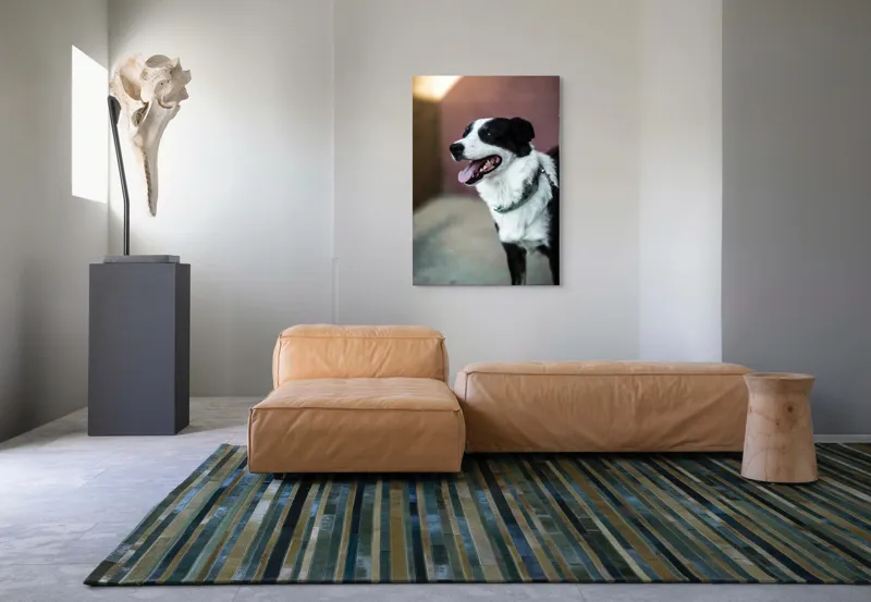 Tablou Canvas, "Neastâmpărul unui câine fericit", Câine, Zâmbet, Limbă, Blană, Coleira, Umbră, Fericire, 70 x 100 cm – poza 7