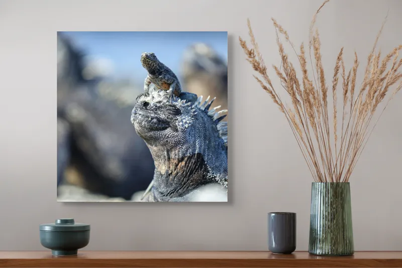 Tablou Canvas, "Împărăția iguanelor sub soare tropical", 50 x 50 cm – poza 4
