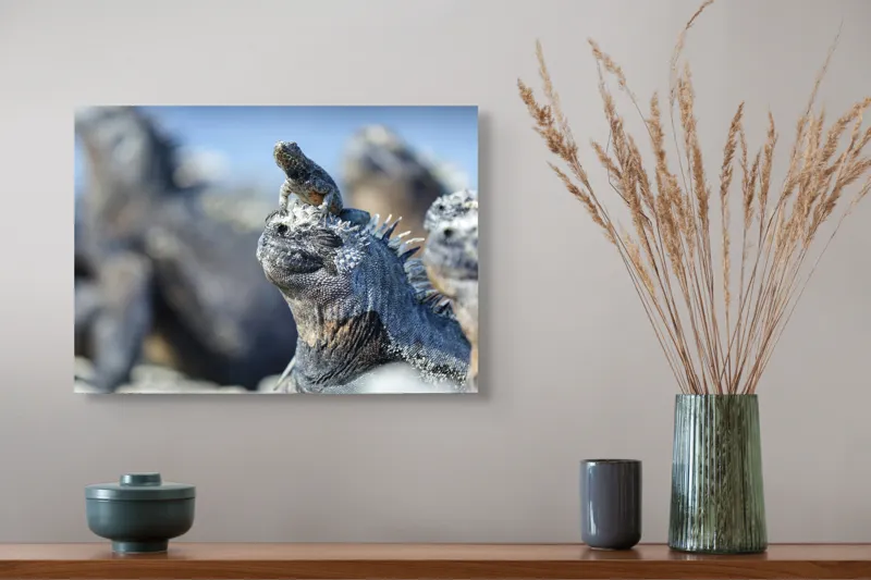 Tablou Canvas, "Împărăția iguanelor sub soare tropical", 54 x 39 cm – poza 4