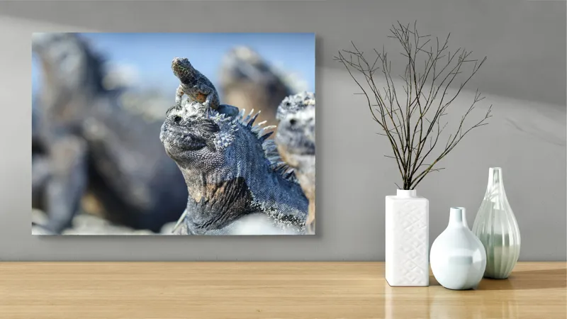 Tablou Canvas, "Împărăția iguanelor sub soare tropical", 70 x 50 cm – poza 3