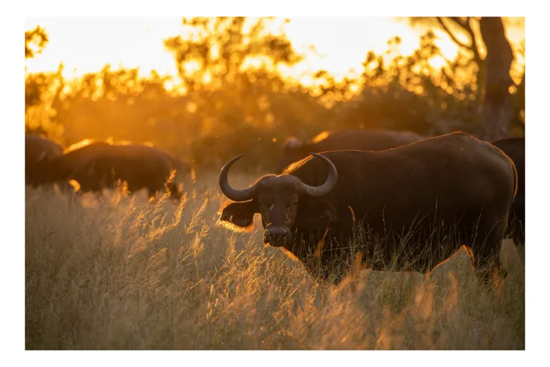 Tablou Canvas, "Aventura bivolilor la apus de soare", Buffalo, Apus, Savana, Iarbă, Siluetă, Serenitate, Natură, Seară, Lumină, Peisaj, 100 x 70 cm