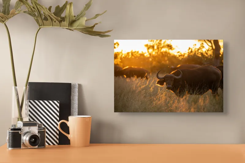 Tablou Canvas, "Aventura bivolilor la apus de soare", Buffalo, Apus, Savana, Iarbă, Siluetă, Serenitate, Natură, Seară, Lumină, Peisaj, 39 x 26 cm – poza 3