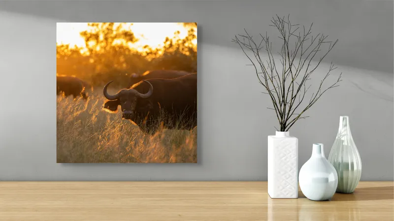 Tablou Canvas, "Aventura bivolilor la apus de soare", Buffalo, Apus, Savana, Iarbă, Siluetă, Serenitate, Natură, Seară, Lumină, Peisaj, 50 x 50 cm – poza 3