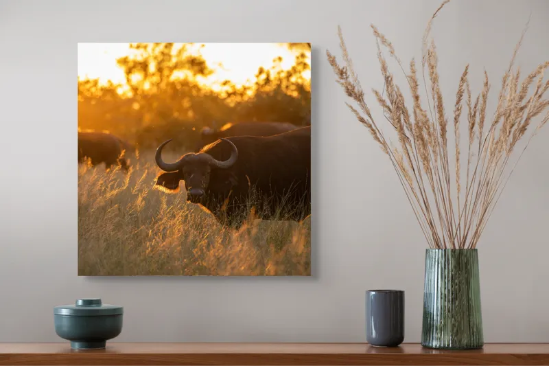 Tablou Canvas, "Aventura bivolilor la apus de soare", Buffalo, Apus, Savana, Iarbă, Siluetă, Serenitate, Natură, Seară, Lumină, Peisaj, 50 x 50 cm – poza 4