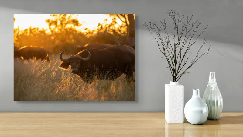 Tablou Canvas, "Aventura bivolilor la apus de soare", Buffalo, Apus, Savana, Iarbă, Siluetă, Serenitate, Natură, Seară, Lumină, Peisaj, 70 x 50 cm – poza 3