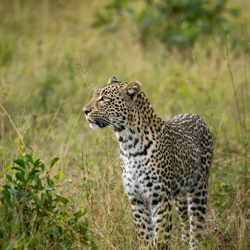 Tablou Canvas, "Leopardul în plimbare prin savană", Leopard, Iarbă, Vegetație, Pândă, Animal, Sălbăticie, Camuflaj, Prădător, Africa, Faună., 100 x 100 cm – poza 2