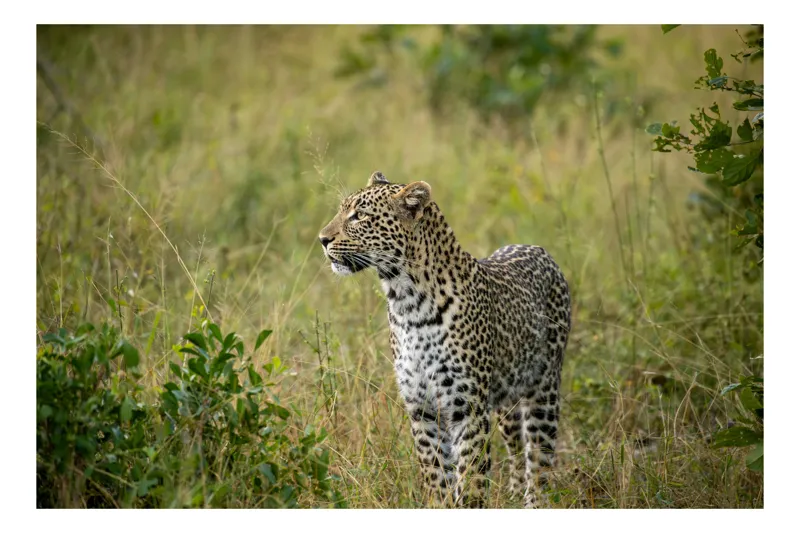 Tablou Canvas, "Leopardul în plimbare prin savană", Leopard, Iarbă, Vegetație, Pândă, Animal, Sălbăticie, Camuflaj, Prădător, Africa, Faună., 90 x 50 cm