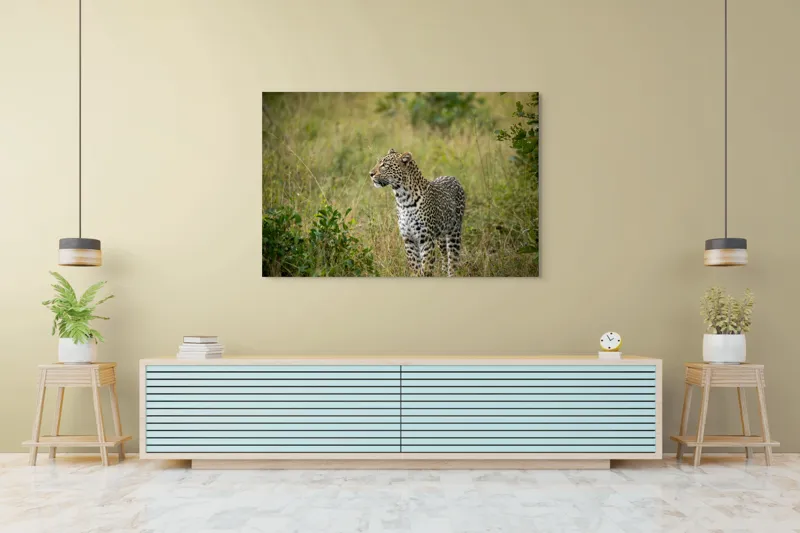 Tablou Canvas, "Leopardul în plimbare prin savană", Leopard, Iarbă, Vegetație, Pândă, Animal, Sălbăticie, Camuflaj, Prădător, Africa, Faună., 150 x 100 cm – poza 6