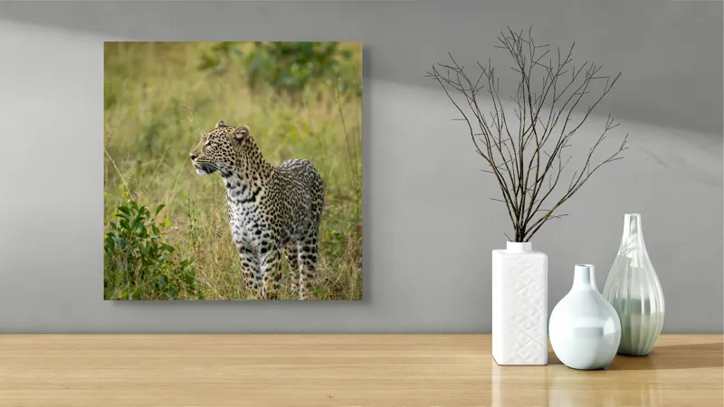 Tablou Canvas, "Leopardul în plimbare prin savană", Leopard, Iarbă, Vegetație, Pândă, Animal, Sălbăticie, Camuflaj, Prădător, Africa, Faună., 50 x 50 cm – poza 3