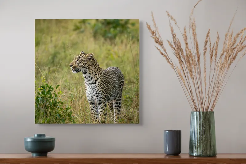 Tablou Canvas, "Leopardul în plimbare prin savană", Leopard, Iarbă, Vegetație, Pândă, Animal, Sălbăticie, Camuflaj, Prădător, Africa, Faună., 50 x 50 cm – poza 4